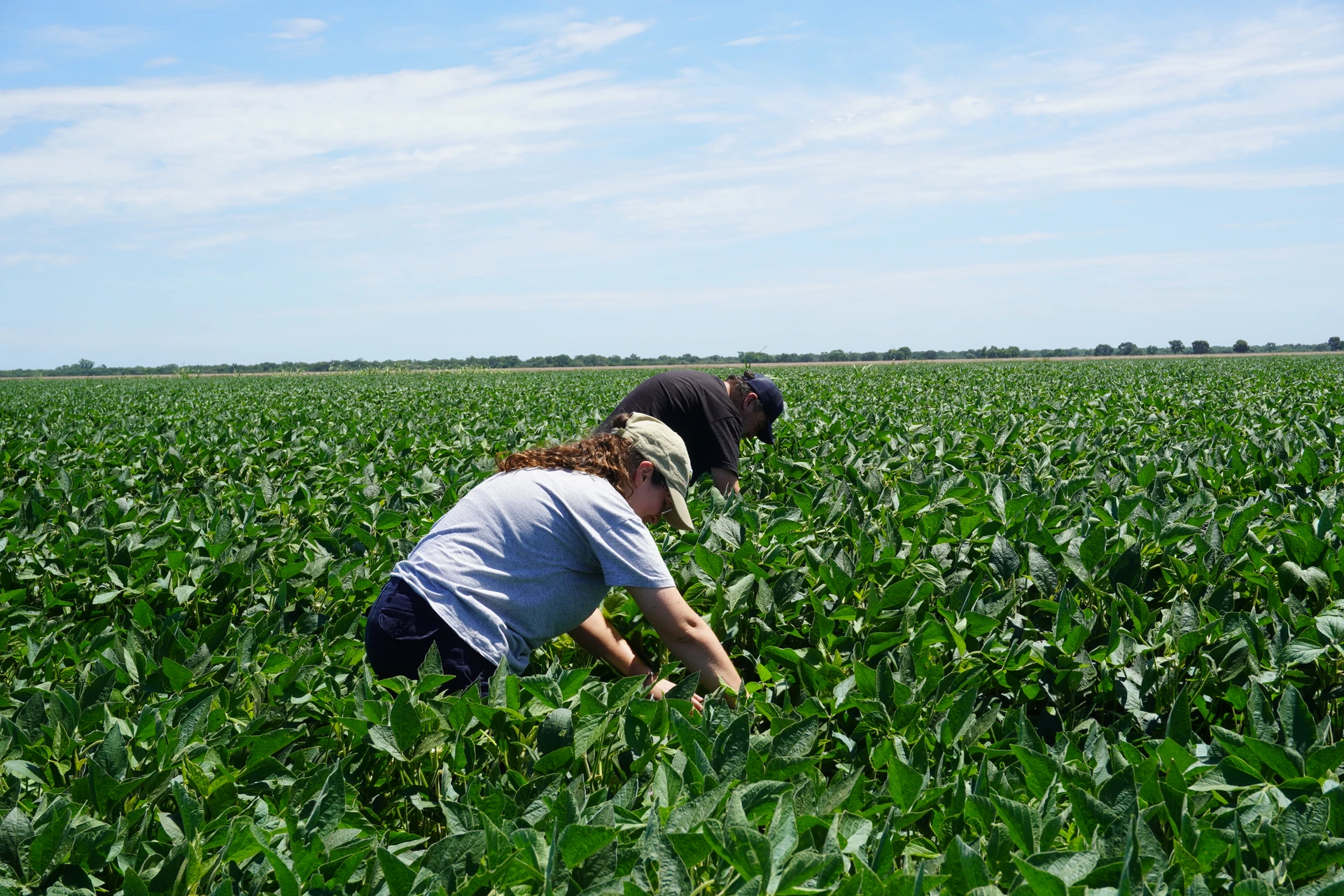 Agronomía — características